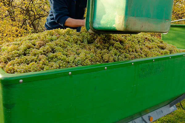 vitivinicultura hielo seco