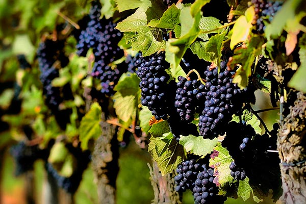vitivinicultura